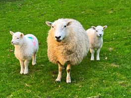 New friends 🐑