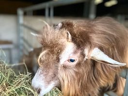 Campsite goats