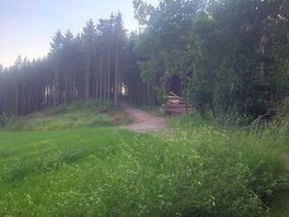 Woodland behind camp