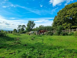 Friendly horses