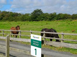 Two lovely horses