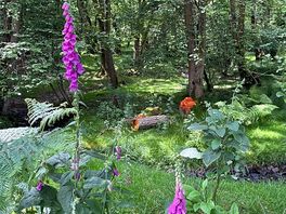 Beautiful woods