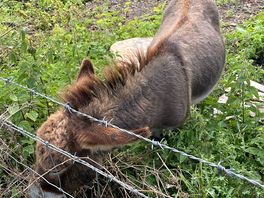 Soothing donkey