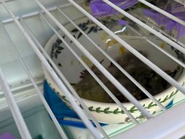 Mouldy food in the fridge.