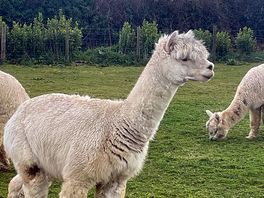 Alpacas on site