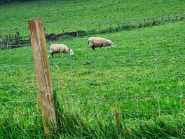 Morning cuppa with some sheep