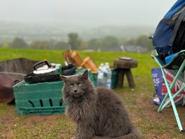 We loved the cats