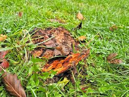 Sharp tree stump hidden in grass