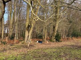 Heart of winter, so the field is soggy, but the area under the trees is firm and pleasant to camp on