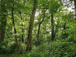 So green