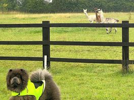 Paddy trying to be friends with the alpacas