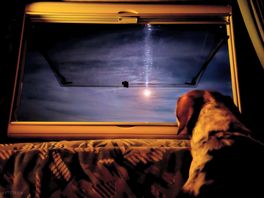 My dog watching the moon