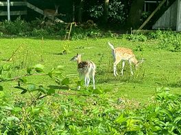 Loved looking at the deer everyday next to the entrance.