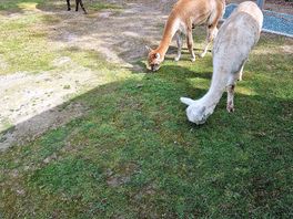 Four legged lawn mowers, of various sizes and age.