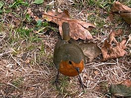 Little friendly visitor