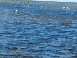 Flamants roses