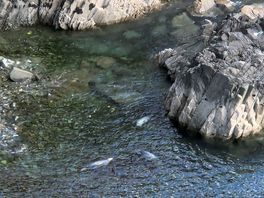 Seal spotting from the coast path