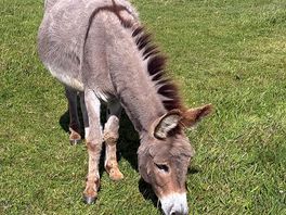 Donkey