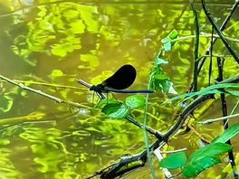 Dragonfly