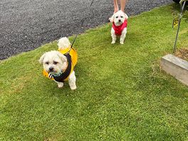 Walkies