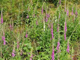 Lovely wild flowers 🌼