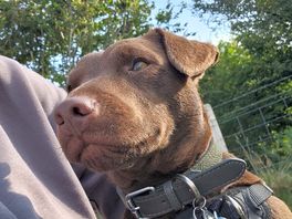 Pup having a nose at everyone and getting a fuss off everyone x