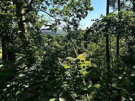 Woodland walk