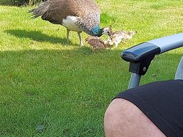 Local wildlife