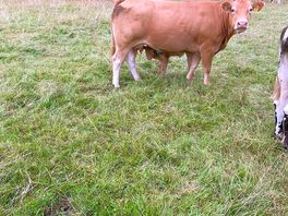 Cows