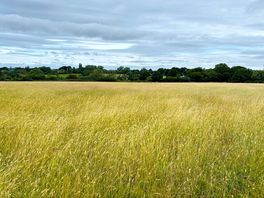 The field