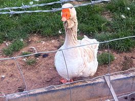 Quackers