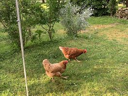 The girls! roaming free , matt and kim’s rescue hens give excellent eggs