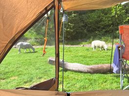 Camping with sheep