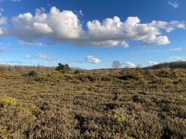 Marsham heath.