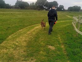 Dog walking area