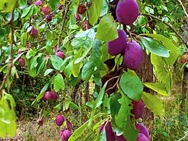 The yummiest plums