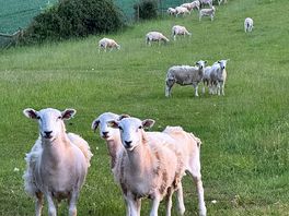 🐑