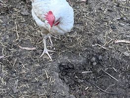Farm animals
