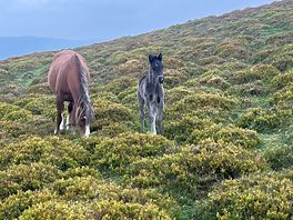 Wild ponies and foals on sugar loaf
