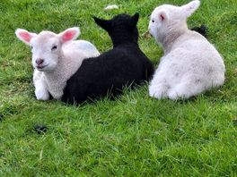 New lambs on the site.