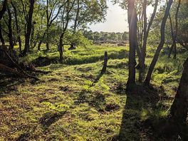 Wooded walk