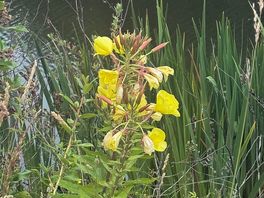 Evening primrose
