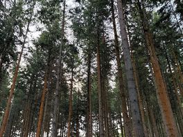 Walks in the forest