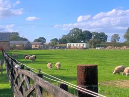 Sheep onsite