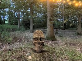 Pretty woods in the evening