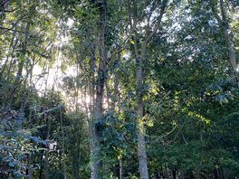 Nature walk section