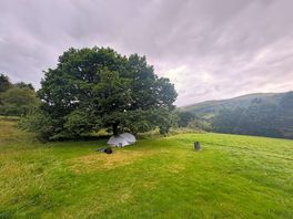 Oak tree pitch