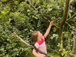 Fruit trees on site