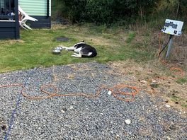 He ended up laying on next doors grass because he couldn’t cope anymore laying on the gravel