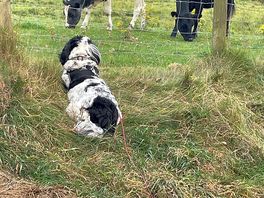 Enjoying the cows opposite our pitch